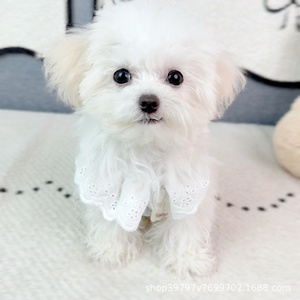 Ropa para Mascotas, Chaleco con Ribete <span class=keywords><strong>de</strong></span> Encaje, Estilo Casual Japonés y Coreano, Primavera-Verano, para Gatos, Bichón Frisé y Perros, Venta al Por Mayor - Product Image 3