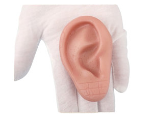 Offre Spéciale Silicone <span class=keywords><strong>Oreille</strong></span> Acupuncture Modèle Réflexologie Professionnelle Acupoint Apprentissage Massage <span class=keywords><strong>Oreille</strong></span> Modèle 8cm - Product Image 6