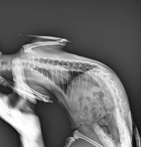 Nhanh chóng vận chuyển kỹ thuật số không dây Dr <span class=keywords><strong>x</strong></span> Ray phẳng Detector bệnh viện phòng khám chụp <span class=keywords><strong>x</strong></span> quang Thiết bị careray 17 "17 - Product Image 6