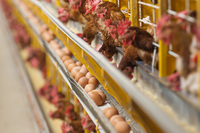 Complément alimentaire probiotique à base de plantes pour poules pondeuses avec vitamines et enzymes - Stimule la production d'œufs, prolonge la période de ponte, améliore la qualité des coquilles d'œufs