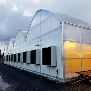 Skyplant Low Cost Hemp Growing Greenhouse Commercial Farming Blackout Greenhouse For Sale