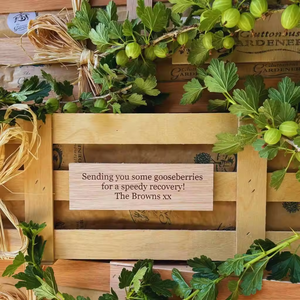 Características únicas Gooseberry Bush'A Growing Gift Of Hope' para los amantes de las plantas, cultivan cultivos de parachoques de sabrosas frutas peludas Gooseberry Bush - Product Image 3