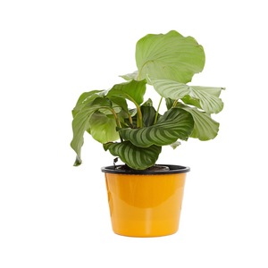 Maceta de Resina con Borde de Encaje, Diseño Minimalista, Absorción Automática de Agua, para Escritorio, Varios Colores Disponibles - Product Image 5