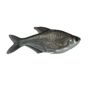 Best Quality Frozen fresh Sea Bream Whole breamfish Supplier high quality bream fish