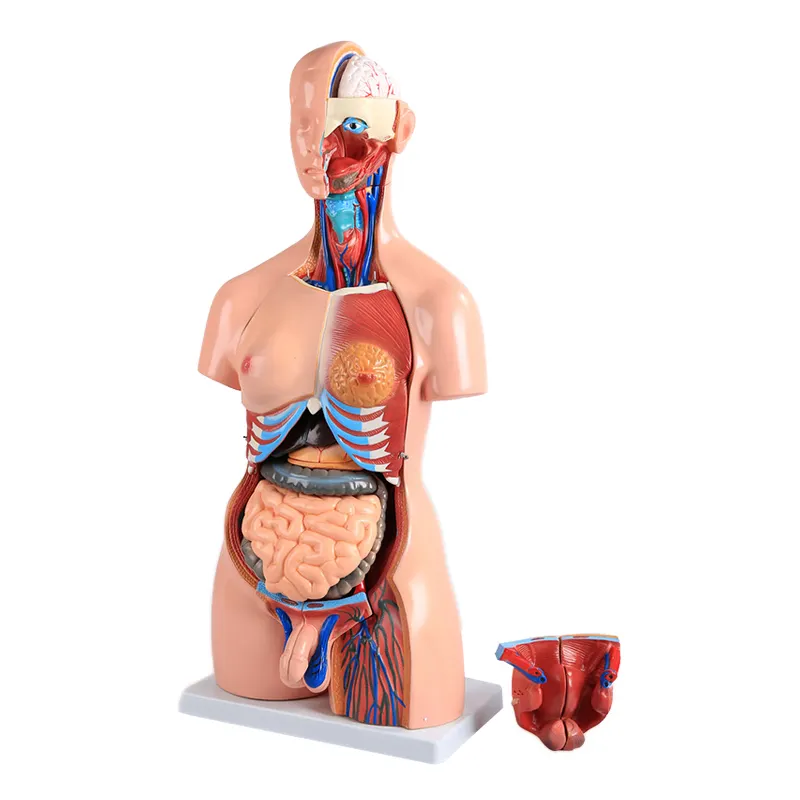 चिकित्सा विज्ञान 85 सेमी यूनिसेक्स धड़ 23 भाग चिकित्सा शारीरिक शिक्षण शरीर रचना विज्ञान मानव धड़ मॉडल चिकित्सा शारीरिक मॉडल