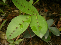 Extrait de racine de Zanthoxyllum (Shinyleaf Pricklyash) naturel en poudre 20:1, Extrait de Radix Zanthoxyli 10:1