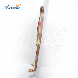 Modèle de simulation en PVC du système nerveux humain, modèle <span class=keywords><strong>3D</strong></span> de l'anatomie du corps entier, équipement de laboratoire, ressource pédagogique médicale - Product Image 4