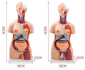 Modello Anatomico <span class=keywords><strong>di</strong></span> Torso Umano Unisex 85cm, 23 Parti, per Scienza Medica ed <span class=keywords><strong>Educazione</strong></span> - Product Image 4