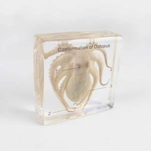 Spécimen de pieuvre modèle d'enseignement intégré en résine de biologie - Product Image 6