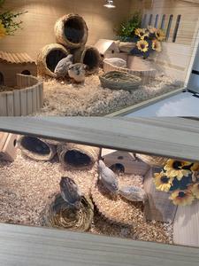 Habitat e Trasportino in Legno a Doppia Porta per Più Animali con Design Classico di Lusso per Quaglie, Ricci, Criceti e Altri - Product Image 5