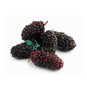 ผงมังคุดสำเร็จรูป / ชาส้มมังคุด / กาแฟส้มมังคุด - Product Image 5