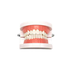 Insegnamento dentale Standard Modle denti bianchi per adulti modello Standard per spazzolatura della protesi modello orale - Product Image 4