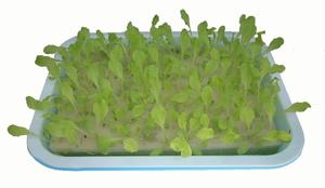 <span class=keywords><strong>Germination</strong></span> pois haricot cacahuète plantation hydroponique pépinière semis Micro plateau vert pour la culture sans sol <span class=keywords><strong>plaque</strong></span> de <span class=keywords><strong>germination</strong></span> - Product Image 4