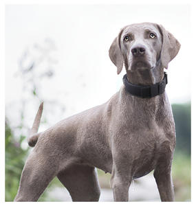 धातु के बकल समायोज्य भारी ड्यूटी जर्मन कॉलर के साथ त्वरित रिलीज कुत्ते कॉलर - Product Image 4