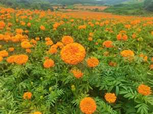 天然マリーゴールド花エキスルテインエステル100% - Product Image 2