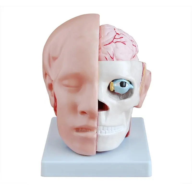 SC-A1064 kepala anatomi dengan Model arteri untuk pengajaran sekolah