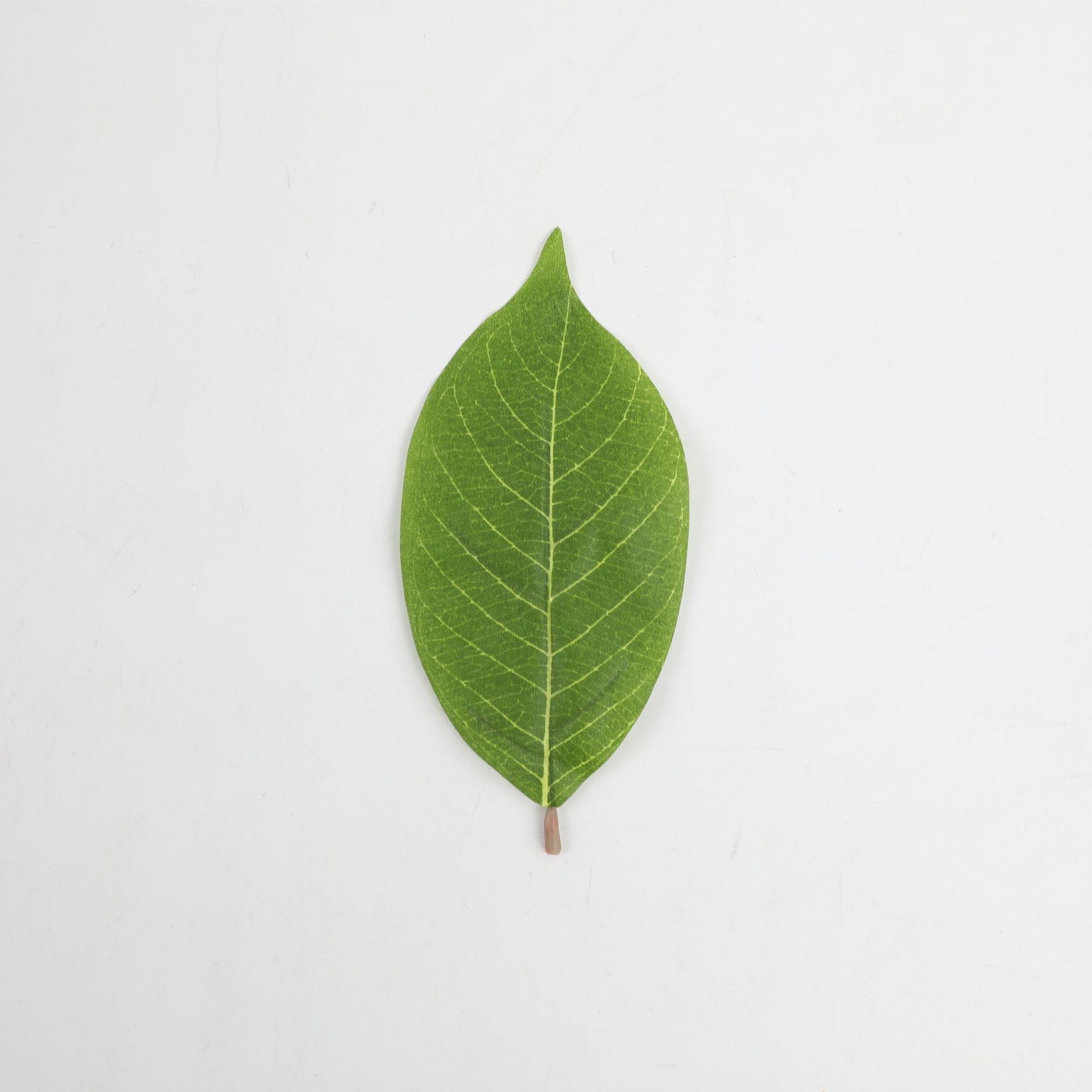 0106 Petites feuilles de magnolia - Vert