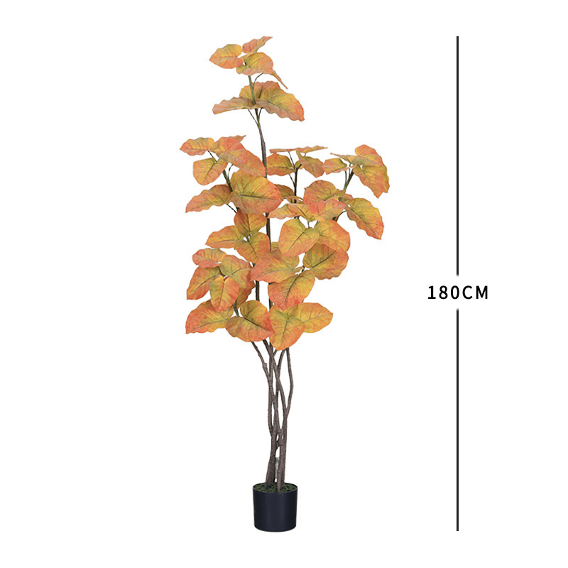ต้นไทรเงิน (Ficus elastica decora) ฤดูใบไม้ร่วง - สูง 180 ซม.
