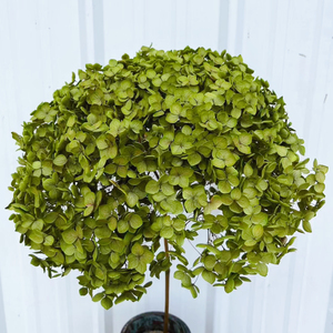 Fleurs d'hortensia Anna stabilisées, les plus populaires et abordables pour la décoration intérieure 2026 – <span class=keywords><strong>Cadeau</strong></span> personnalisé pour la <span class=keywords><strong>Saint</strong></span>-<span class=keywords><strong>Valentin</strong></span>, Noël, la remise des diplômes, couleur sur mesure - Product Image 4