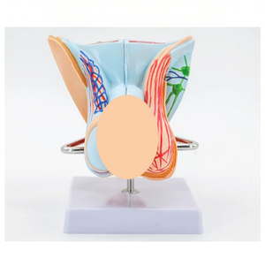 Detachable Male Reproductive System Anatomical Model Male Genital Model Sexual <strong>Health</strong> Education Model - Product Image 2