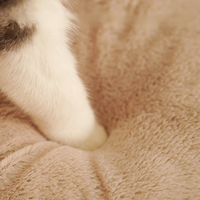 Coussin pour chat et chien chaud et moelleux en peluche, lavable, anti-anxiété, avec rebord surélevé, forme donut, OEM