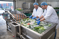 Automatische groentewasmachine voor wortelen, aardappelen, uien, pepers en voedselverwerkingsfabrieken