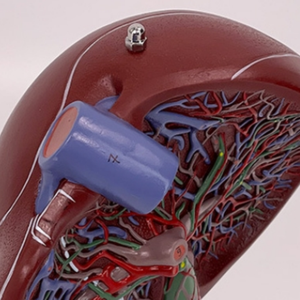 Modelo de Maniquí de Alta Calidad de Tamaño Real con Estructura Hepatopancreática Duodenal de PVC Avanzado - Product Image 4