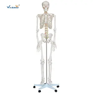 Esqueleto de plástico para medicina, modelo médico de 170cm, tamaño real, a la venta