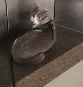 Ontsnappingsbestendige luxe kattenharnas- en riemset met print, lintjes, instapmodel, verstelbare gespsluiting, zacht nylon voor veilig wandelen buitenshuis - Product Image 6