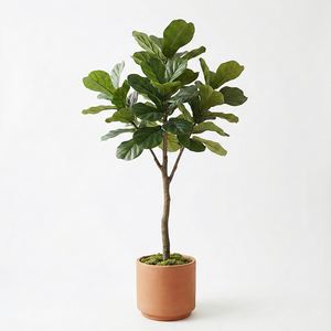 Bonsái Artificial de Ficus Lyrata Hecho a Mano, Plástico Premium, Ecológico, Resistente a los Rayos UV, para Decoración de Interiores de Hogar u Oficina - Product Image 2