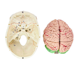 Modelo Anatómico de Cabeza Humana 3D en PVC Ecológico, Diseño Profesional para Escuelas de Medicina - Product Image 5