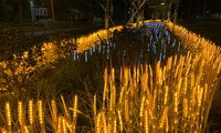 Lampe LED d'extérieur en forme de blé, support lumineux, couleurs d'émission blanc chaud et jaune, en plastique, pour jardin, place publique, Noël