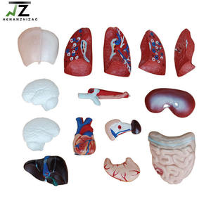 Modelo de Torso Humano de PVC Avanzado de 26 cm y 15 Partes para Escuelas de Medicina - Product Image 4