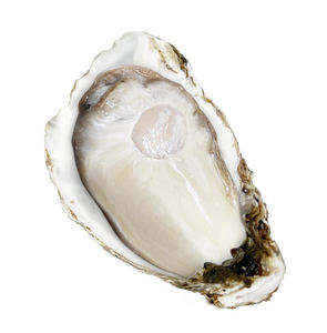 Suministro de fábrica Extracto de ostra Extracto DE CARNE DE OSTRA Polvo de péptido de ostra/Polvo de péptido de proteína de ostra Oyst/Concha Ostreae - Product Image 2