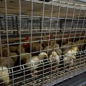 Cage à poulet automatique, système automatique