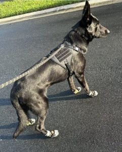 Çift kolları ağır köpek tasma rahat dolgu ile büyük orta küçük köpek promosyon hediyeler için son derece yansıtıcı turuncu - Product Image 3