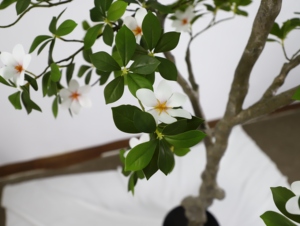 Arbre artificiel de gardénia <span class=keywords><strong>en</strong></span> crêpe de <span class=keywords><strong>jasmin</strong></span>, 190 cm de haut, plante <span class=keywords><strong>en</strong></span> <span class=keywords><strong>pot</strong></span> pour sol, simulation de verdure pour la décoration intérieure et extérieure du salon - Product Image 4