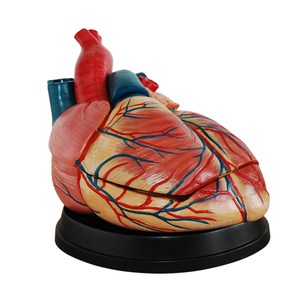 Modelo de Corazón Jumbo de Estilo Nuevo ADA ADA-307C/ADA-307D para Enseñanza Anatómica, Demostración de Enfermedades, Herramienta de Enseñanza Médica - Product Image 2