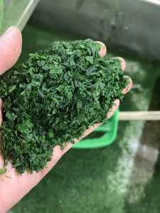 Ulva Aosa, copos picados secos, Aonori Nori, caja de ingredientes para alimentos de algas marinas, cartón de 10kg - Product Image 6