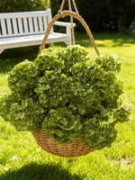 Haute Qualité Réaliste Unique Blanc Vert Hortensia Fleur Artificielle Fleuriste En Gros Faux Fleur avec quantité minimale de commande 50 Pcs