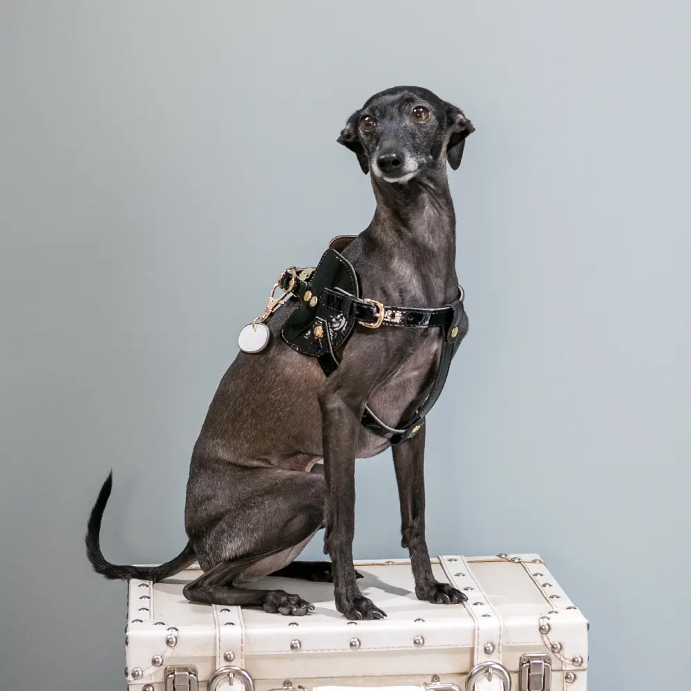 Acessórios para animais de estimação Couro Real elegante Best Buy 2023 Designer de luxo conjunto novo arnês para cães