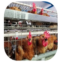 Équipement de Système d'Élevage Avicole pour Poules Pondeuses, Cage en Batterie pour Poulets Pondeurs à Vendre