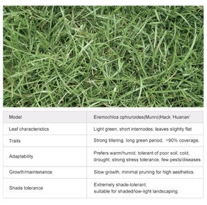 Césped Natural Premium, Duradero y Suave, Certificado por FIFA, para Cancha de Fútbol Interior/Exterior con Servicio de Mantenimiento - Product Image 5