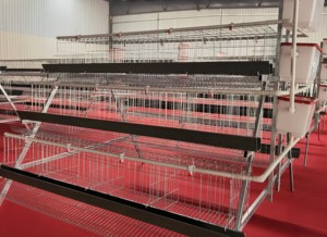 A-Loại 4 Cấp Đầy Đủ Tự Động Lưới Thép Gà Hai Lớp Lồng Điều Kiện Mới Gia Cầm Lồng Cho Gà Thịt Chim - Product Image 3