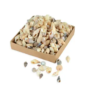 120g environ 200-300pc par boîte paquet mélange minuscule coquillage de conque pour artisanat accessoires coquille naturelle