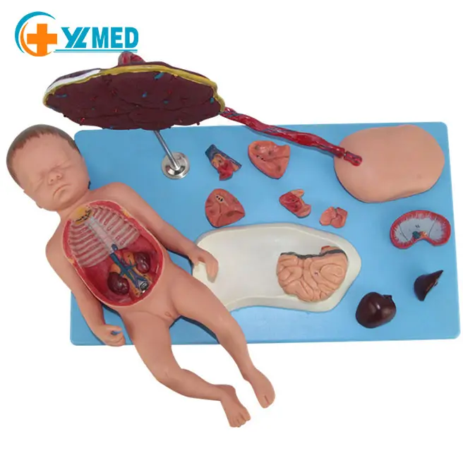 Hoge Kwaliteit Geschilderd Foetaal Circulatiemodel, Foetus Met Hart, Placenta En Navelstreng