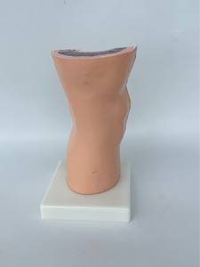 Giunto <span class=keywords><strong>del</strong></span> ginocchio <span class=keywords><strong>del</strong></span> PVC <span class=keywords><strong>del</strong></span> modello di insegnamento medico dell'articolazione umana <span class=keywords><strong>del</strong></span> ginocchio con l'articolazione mobile <span class=keywords><strong>del</strong></span> ginocchio <span class=keywords><strong>del</strong></span> menisco blu - Product Image 3