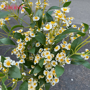 DC189 Flores Artificiales <span class=keywords><strong>de</strong></span> Camomila <span class=keywords><strong>de</strong></span> Tallo Largo, Margaritas <span class=keywords><strong>de</strong></span> <span class=keywords><strong>Seda</strong></span>, Flores Falsas para Decoración del Hogar y Bodas - Product Image 5