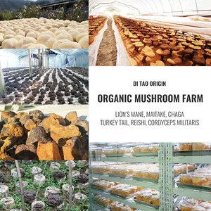 Tùy chỉnh số lượng lớn hericium erinaceus sư tử bờm chiết xuất bột tinh khiết Hữu Cơ 30% Beta glucans sư tử bờm nấm kép chiết xuất bột - Product Image 6