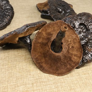 Top Quality Black <strong>Ganoderma</strong> <strong>Lucidum</strong> Extract Reishi Mushroom Extract Lingzhi Mushroom - Product Image 4